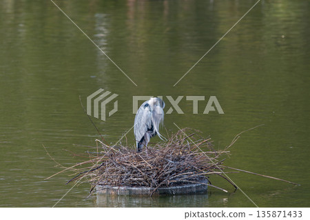 A grey heron preening its feathers on a floating island A grey heron preening its feathers on a floating island 135871433