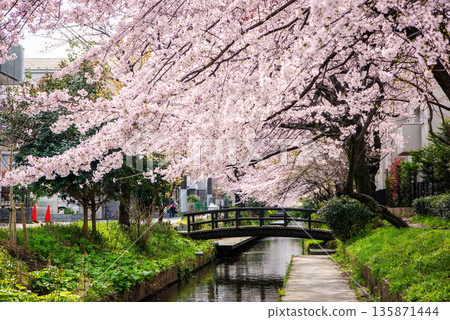 盛開的櫻花裝點著宿原堤岸櫻花線和二重灌渠，景色美不勝收。 135871444