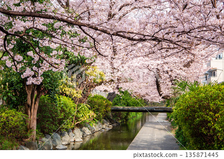 盛開的櫻花裝點著宿原堤岸櫻花線和二重灌渠,景色美不勝收。 盛開的櫻花裝點著宿原堤岸櫻花線和二重灌渠,景色美不勝收。 135871445