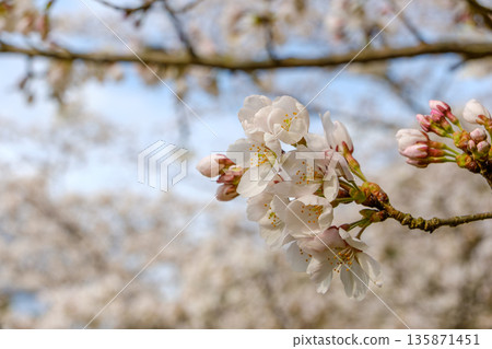 染井吉野櫻花在藍天的映襯下開始綻放 135871451