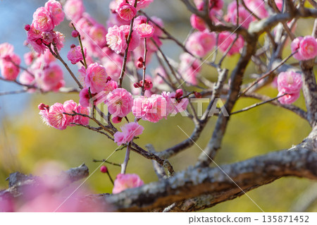 陽光下盛開的重瓣紅梅花 135871452