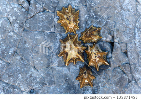 生活在岩石區域的笠螺 135871453