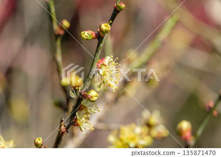 Wintersweet flowers, with their beautiful pale yellow color, herald the arrival of spring Wintersweet flowers, with their beautiful pale yellow color, herald the arrival of spring 135871470