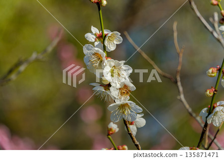 The lovely sight of white plum blossoms blooming in a vertical row The lovely sight of white plum blossoms blooming in a vertical row 135871471