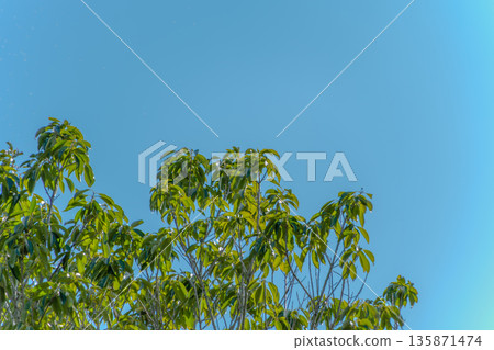 湛藍的天空和翠綠的樹木閃閃發光。 湛藍的天空和翠綠的樹木閃閃發光。 135871474
