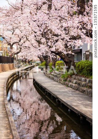 Cherry blossoms in full bloom reflected on the water surface and the Shukugawara Embankment Promenade, Kawasaki City 135871595