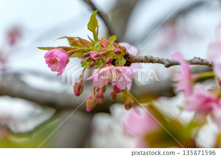 Bright pink buds and blooms of Kawazu cherry blossoms 135871596
