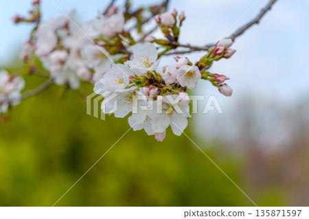 Somei-Yoshino cherry blossoms blooming against a backdrop of fresh greenery 135871597