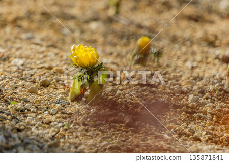 在早春的陽光下,阿多尼斯花從地面探出頭來。 在早春的陽光下,阿多尼斯花從地面探出頭來。 135871841