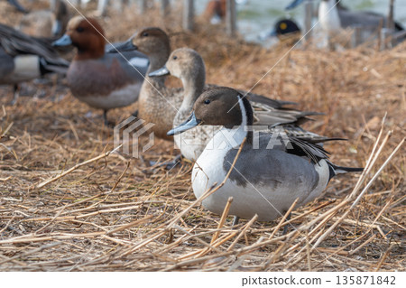 A flock of Northern Pintails resting on a waterside grassland 135871842