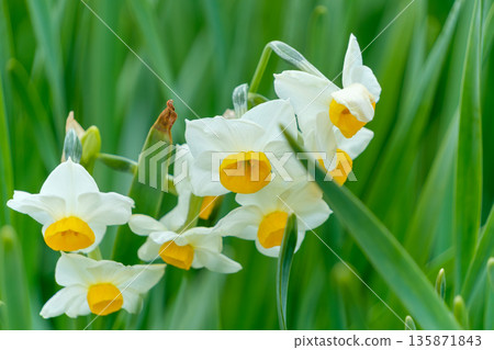 A vivid white Japanese daffodil blooms amongst green leaves A vivid white Japanese daffodil blooms amongst green leaves 135871843