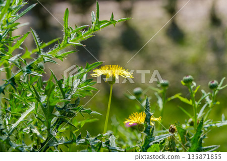 Yellow sowweed flowers blooming in the sunlight 135871855