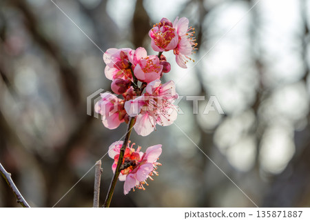 背光照射下的紅色梅花蕾與花朵 背光照射下的紅色梅花蕾與花朵 135871887