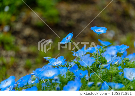 Nemophila flowers with a blue sky-like color Nemophila flowers with a blue sky-like color 135871891