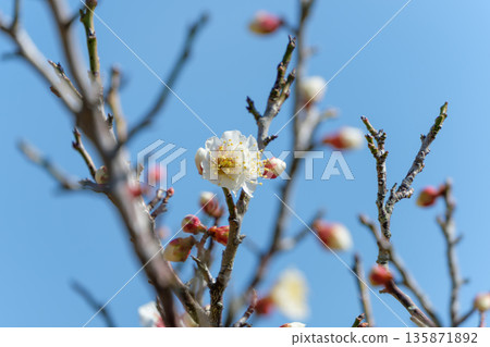White plum blossoms beginning to bloom against the blue sky White plum blossoms beginning to bloom against the blue sky 135871892