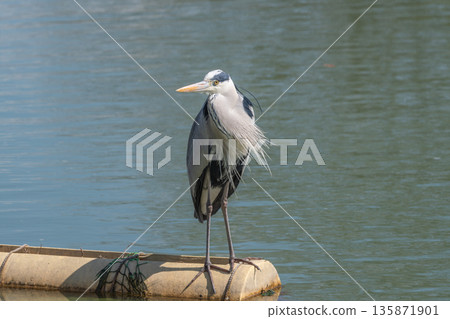 一隻灰鷺站在水邊的木樁上 135871901