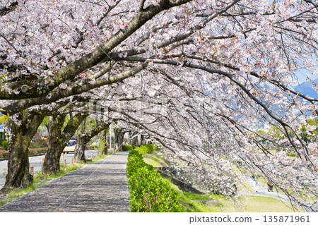 [Kanagawa Prefecture] Cherry blossom trees along the Mizunashi River 135871961