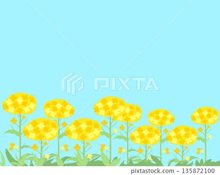 Simple sky and rapeseed flower field 135872100