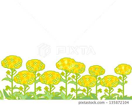 油菜花田,附邊界 油菜花田,附邊界 135872104