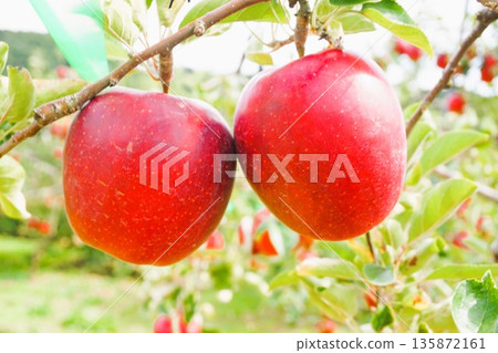 Apples, Gunma, Numata, apple orchard, farm, apple picking, sunlight Apples, Gunma, Numata, apple orchard, farm, apple picking, sunlight 135872161