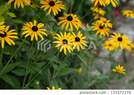 初夏時節,花壇裡的金光菊 初夏時節,花壇裡的金光菊 135872179