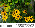 Yellow rudbeckia flowers blooming in a park in early summer 135872202