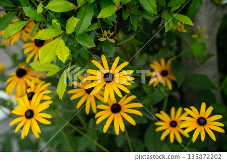 Yellow rudbeckia flowers blooming in a park in early summer 135872202