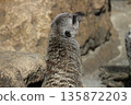 Rear view of meerkat 135872203