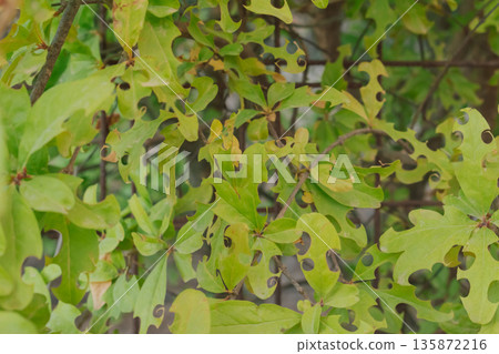Plant foliage damage from leafcutter bee and drought stress: a macro view Plant foliage damage from leafcutter bee and drought stress: a macro view 135872216