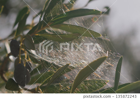 Close-up of olives on a branch with a delicate spider web catching the sunlight 135872243