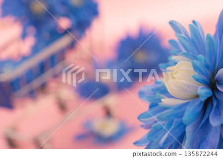 Vibrant blue chrysanthemum against a soft pink and peach background with a floral trolley Vibrant blue chrysanthemum against a soft pink and peach background with a floral trolley 135872244