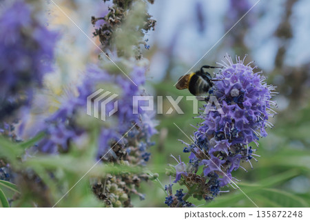 Fuzzy Bumblebee collecting nectar from lavender-purple Vitex agnus-castus flowers Fuzzy Bumblebee collecting nectar from lavender-purple Vitex agnus-castus flowers 135872248