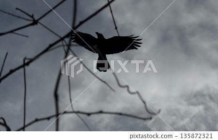 A monochrome landscape of dead trees and crows A monochrome landscape of dead trees and crows 135872321