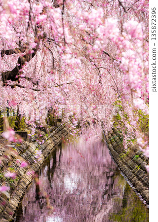 Weeping cherry trees in full bloom decorating the Nikaryo Irrigation Canal Weeping cherry trees in full bloom decorating the Nikaryo Irrigation Canal 135872396