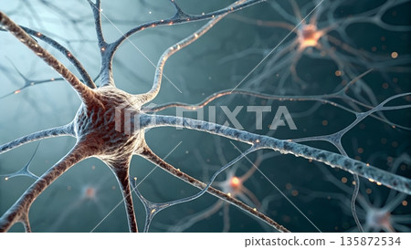 Detailed close-up of a multipolar neuron, showing the cell body (soma) with branching dendrites and a single long axon projecting into the distance, showcasing the complexity of nervous tissue. 135872534