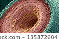 Electron micrograph cross-section of a myelinated nerve fiber, revealing the thick, lipid-rich layers of the myelin sheath wrapped tightly around a central axon, displaying a node of Ranvier 135872604