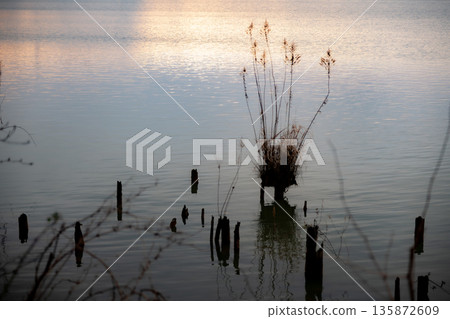 黃昏時分，金色的陽光灑在水面上，映照著枯萎的蘆葦。 135872609
