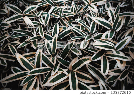 Winter bamboo: Beautiful leaf texture with white edges 135872610