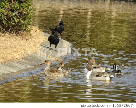 Winter migratory birds, pintails and crows, have come to Hamanoike Pond in Inage Seaside Park 135872667