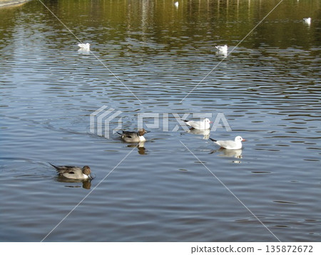 來到稻毛海濱公園海濱池塘的冬季候鳥針尾和黑頭鷗 來到稻毛海濱公園海濱池塘的冬季候鳥針尾和黑頭鷗 135872672