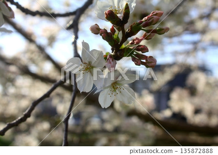 Cherry Blossoms 1 135872888