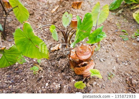 Yattsuya Taro Home Garden Field Yattsuya Taro Home Garden Field 135872933