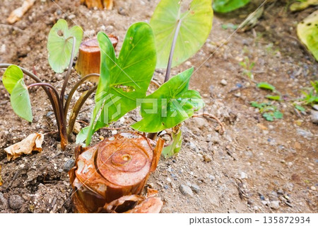 Yattsuya Taro Home Garden Field Yattsuya Taro Home Garden Field 135872934