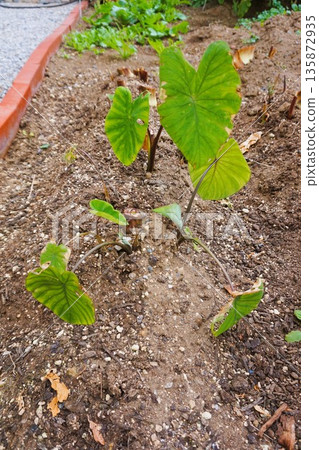 Yattsuya Taro Home Garden Field 135872935