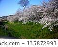 河岸邊櫻花盛開，天空湛藍。 135872993