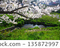 櫻花枝條垂掛在河岸上 135872997