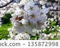 櫻花 135872998