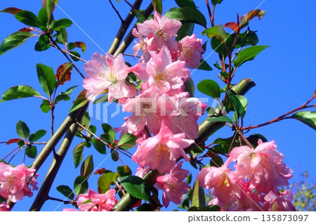 Pink flowers that shine in the blue sky 135873097