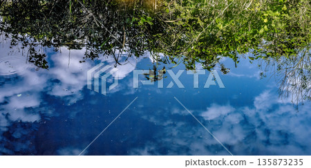 Water surface and leaves of hope 135873235