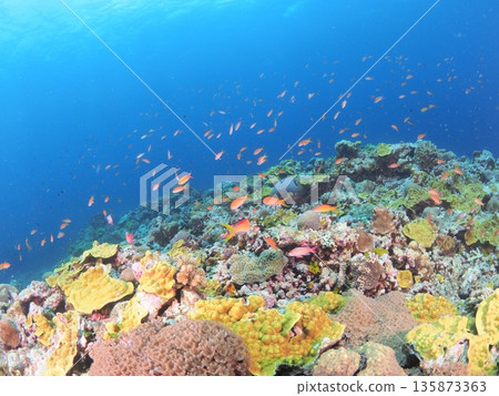 Underwater image of tropical country Underwater image of tropical country 135873363